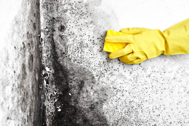 Best Attic Mold Removal  in Lattingtown, NY