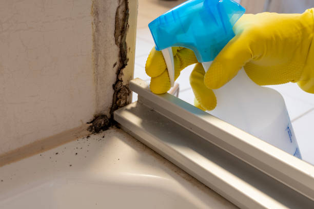 Best Black Mold Removal  in Lattingtown, NY