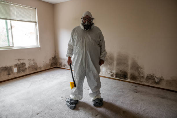 Mold Removal Process in Lattingtown, NY