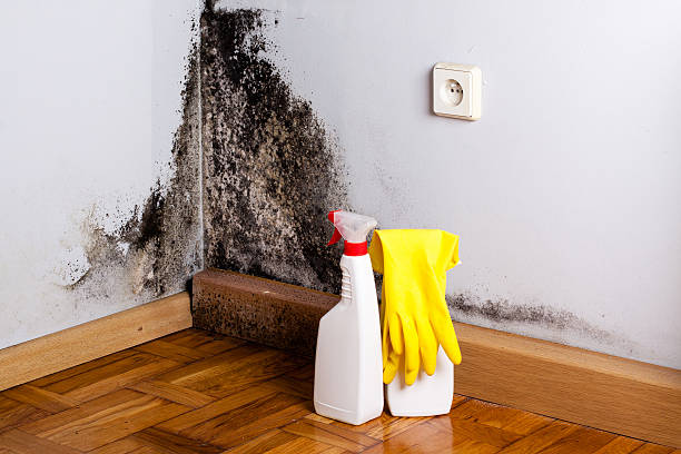 Best Mold Damage Repair  in Lattingtown, NY
