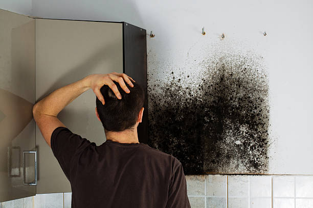 Best Mold Removal and Inspection  in Lattingtown, NY